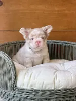 Cognac, a male French Bulldog for sale in Tuscola, TX – 4 of 6
