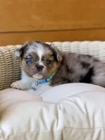 Macallan, a male French Bulldog for sale in Tuscola, TX – 7 of 10