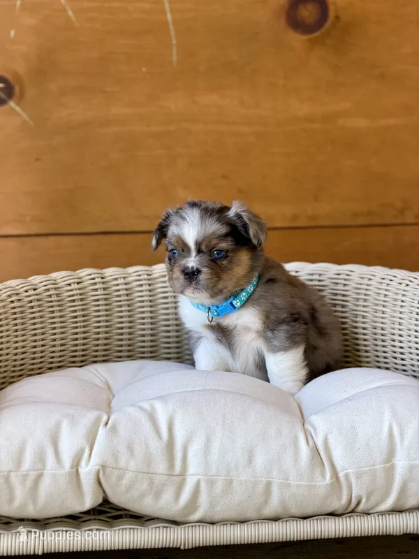 Macallan, a male French Bulldog for sale in Tuscola, TX — photo 6