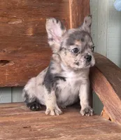 Sable, a female French Bulldog for sale in Tuscola, TX – 9 of 9