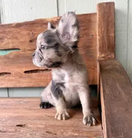 Sable, a female French Bulldog for sale in Tuscola, TX – 2 of 9