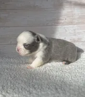 Dr. Wu, a male French Bulldog for sale in Tuscola, TX – 2 of 5
