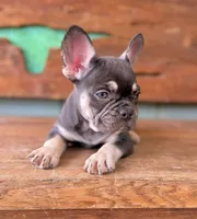 Hazel, a female French Bulldog for sale in Tuscola, TX – 2 of 9