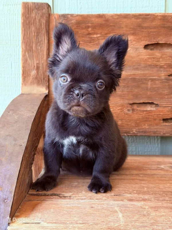 Mocha – French Bulldog puppy for sale in Tuscola, TX