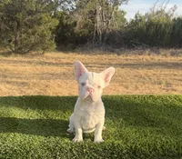 Moonshine, a male French Bulldog for sale in Tuscola, TX – 4 of 5