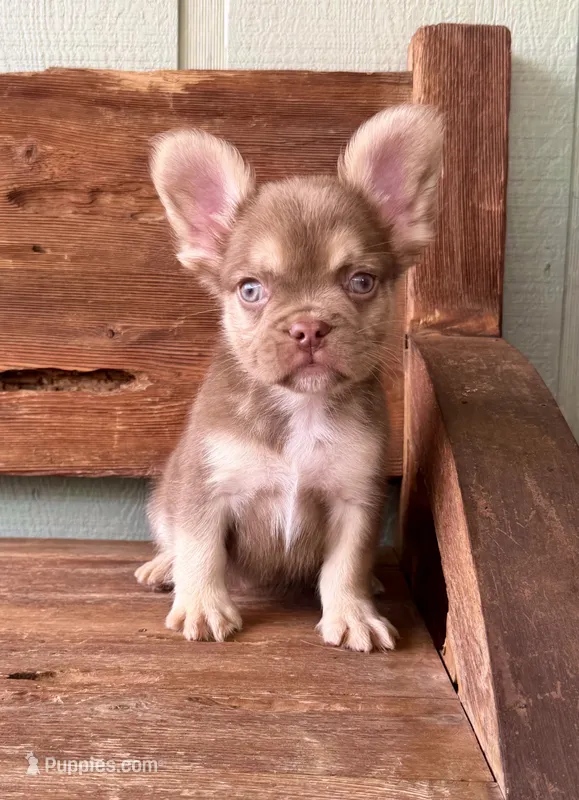 Rusty, a male French Bulldog for sale in Tuscola, TX - 8 of 8