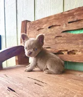 Mocha Rose, a female French Bulldog for sale in Tuscola, TX – 10 of 10