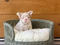 Cognac, a male French Bulldog for sale in Tuscola, TX – 5 of 6