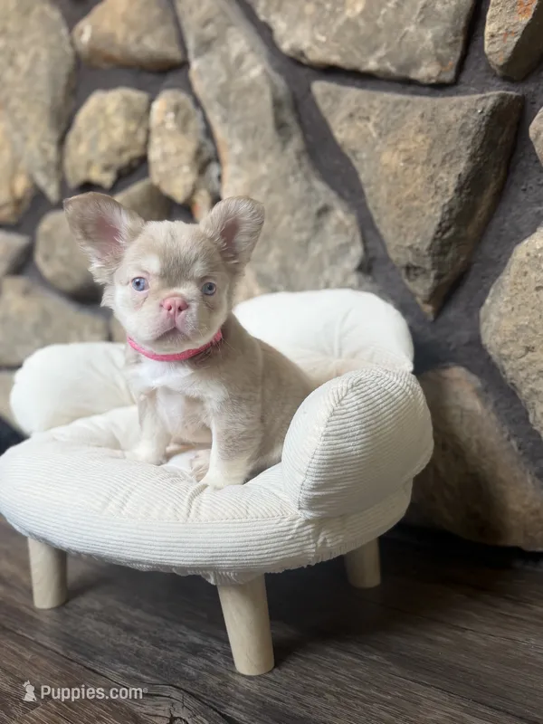 Champagne Mami – French Bulldog puppy for sale in Tuscola, TX