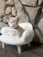 Champagne Mami, a female French Bulldog for sale in Tuscola, TX – 1 of 9