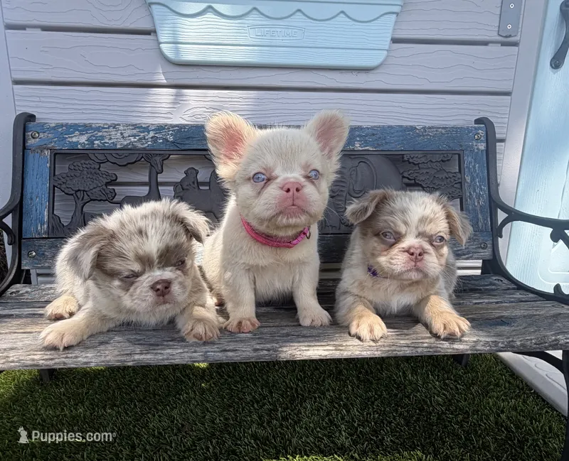 Halo, a female French Bulldog for sale in Tuscola, TX - 5 of 8