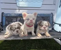 Halo, a female French Bulldog for sale in Tuscola, TX – 5 of 8
