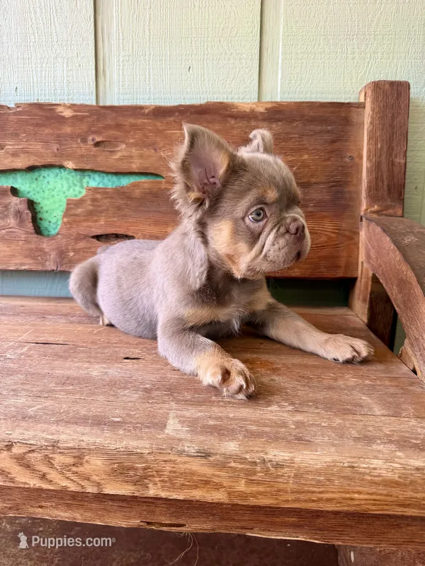 Shiner, a male French Bulldog for sale in Tuscola, TX - 7 of 8