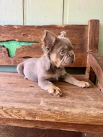 Shiner, a male French Bulldog for sale in Tuscola, TX – 7 of 8