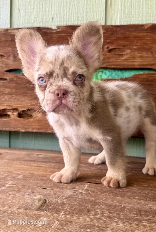 Wilder, a male French Bulldog for sale in Tuscola, TX - 3 of 9