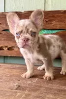 Wilder, a male French Bulldog for sale in Tuscola, TX – 3 of 9