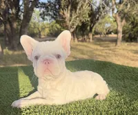 Moonshine, a male French Bulldog for sale in Tuscola, TX – 2 of 5