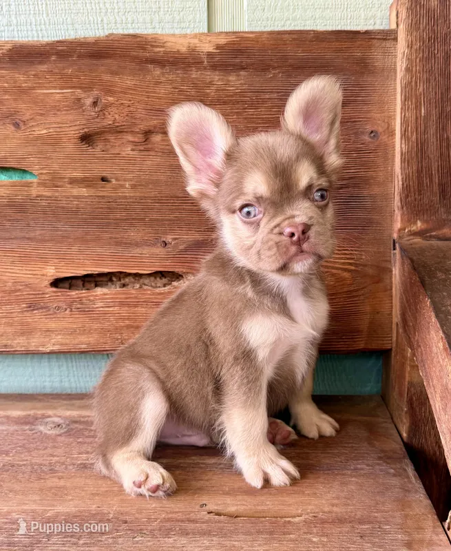 Rusty, a male French Bulldog for sale in Tuscola, TX - 5 of 8