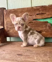 Wilder, a male French Bulldog for sale in Tuscola, TX – 5 of 9