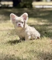 Louie , a male French Bulldog for sale in Tuscola, TX – 4 of 6