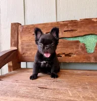 Mocha, a female French Bulldog for sale in Tuscola, TX – 2 of 5