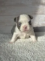 Dr. Wu, a male French Bulldog for sale in Tuscola, TX – 4 of 5