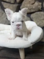 Dom, a male French Bulldog for sale in Tuscola, TX – 7 of 7