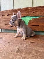 Jasper, a male French Bulldog for sale in Tuscola, TX – 8 of 10