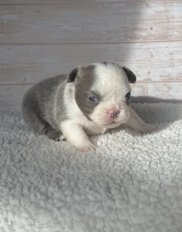 Dr. Wu – French Bulldog puppy for sale in Tuscola, TX
