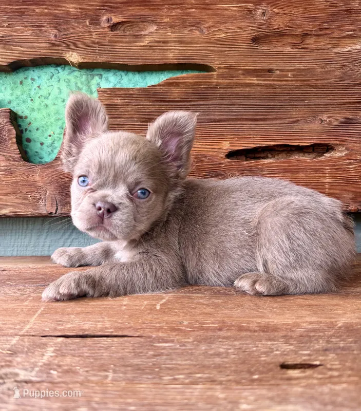 Mocha Rose, a female French Bulldog for sale in Tuscola, TX - 4 of 10