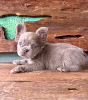 Mocha Rose, a female French Bulldog for sale in Tuscola, TX – 4 of 10