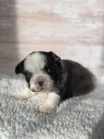 Dr. Grant, a male French Bulldog for sale in Tuscola, TX – 2 of 6