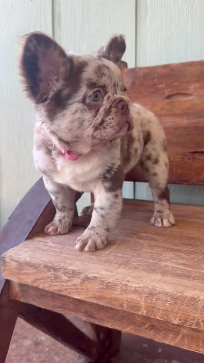 Honey, a female French Bulldog for sale in Tuscola, TX – 10 of 10