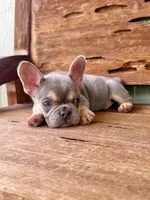 Jasper, a male French Bulldog for sale in Tuscola, TX – 5 of 10