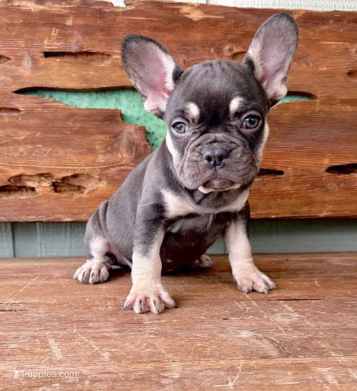 Hazel, a female French Bulldog for sale in Tuscola, TX - 7 of 9