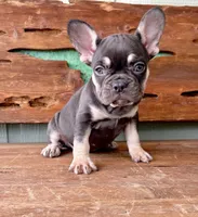 Hazel, a female French Bulldog for sale in Tuscola, TX – 7 of 9
