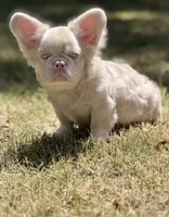 Louie , a male French Bulldog for sale in Tuscola, TX – 2 of 6