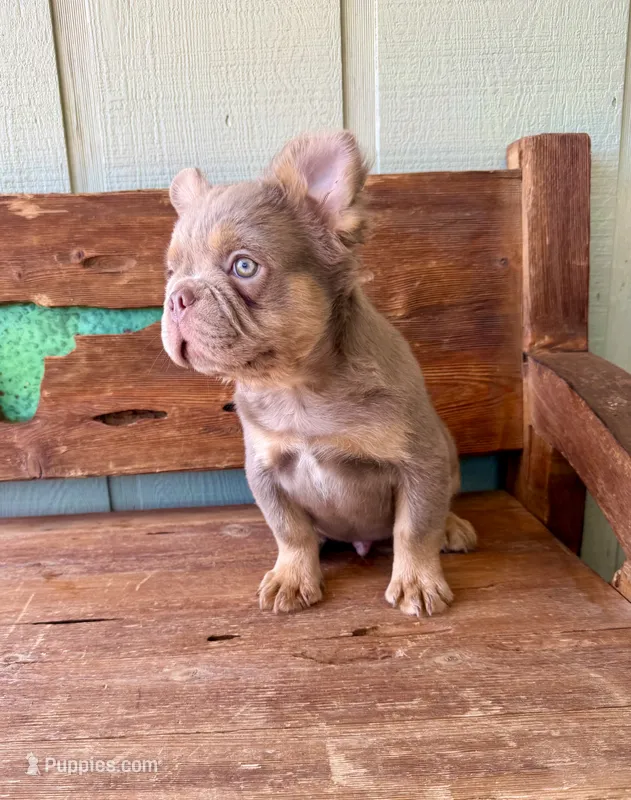 Shiner, a male French Bulldog for sale in Tuscola, TX - 5 of 8