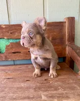 Shiner, a male French Bulldog for sale in Tuscola, TX – 5 of 8