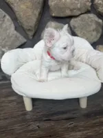 Dom, a male French Bulldog for sale in Tuscola, TX – 6 of 7