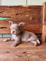 Mocha Rose, a female French Bulldog for sale in Tuscola, TX – 1 of 10