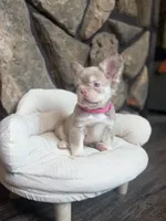 Champagne Mami, a female French Bulldog for sale in Tuscola, TX – 6 of 9
