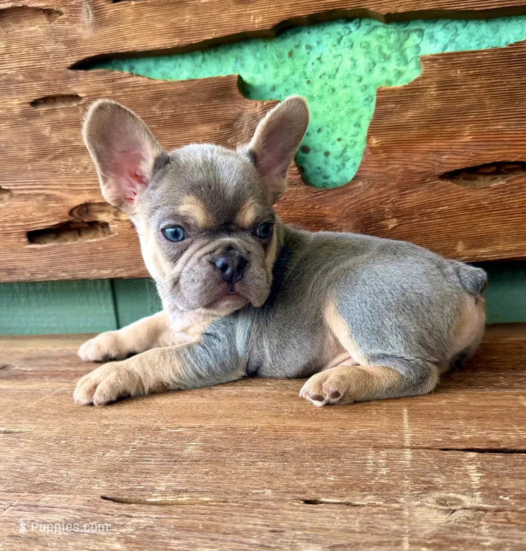 Jasper, a male French Bulldog for sale in Tuscola, TX - 10 of 10