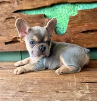 Jasper, a male French Bulldog for sale in Tuscola, TX – 10 of 10