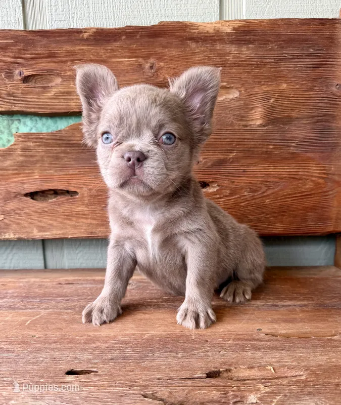 Mocha Rose, a female French Bulldog for sale in Tuscola, TX - 2 of 10