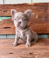 Mocha Rose, a female French Bulldog for sale in Tuscola, TX – 2 of 10