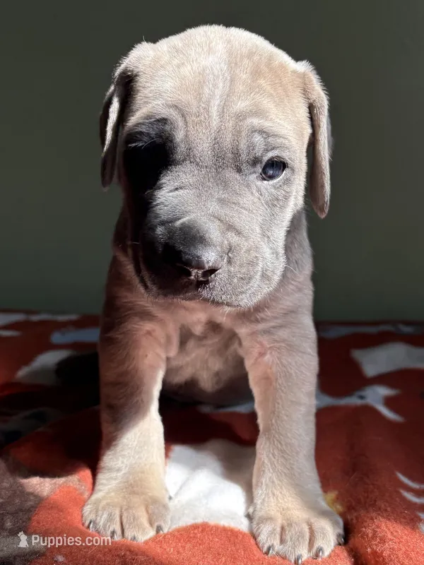 Big boy – Cane Corso puppy for sale in Cassville, MO