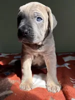 Big boy, a male Cane Corso for sale in Cassville, MO – Photo 2 of 3