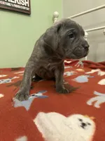 Blue girl, a female Cane Corso for sale in Cassville, MO – Photo 3 of 4