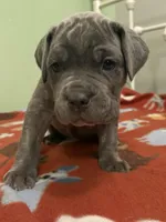 Blue girl, a female Cane Corso for sale in Cassville, MO – Photo 2 of 4